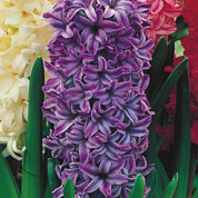 Low price Hyacinths bulbs - End of season offers